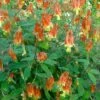 Aquilegia Canadensis 'Little Lanterns' Columbine -Rare Roots AQUILEGIALITTLELANTERNSLOGO