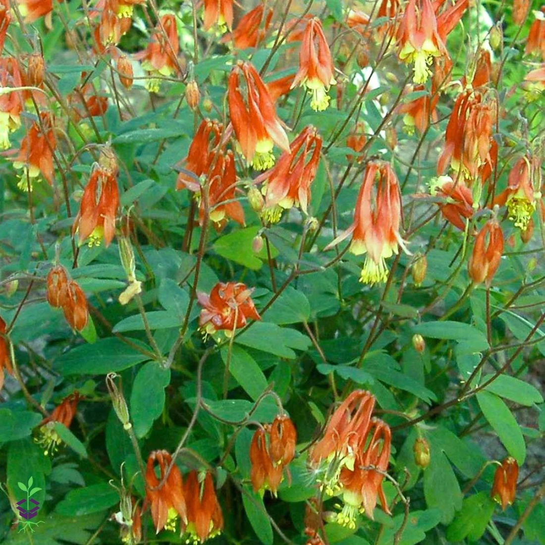 Aquilegia Canadensis 'Little Lanterns' Columbine 3 Aquilegia Canadensis 'Little Lanterns' Columbine
