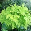 Aralia 'Sun King' Golden Japanese Spikenard -Rare Roots ARALIASUNKINGLOGO