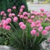 Armeria Maritima 'Rubrifolia' Sea Thrift 1 Armeria Maritima 'Rubrifolia' Sea Thrift -Rare Roots AREMERIARUBRIFOLIALOGO