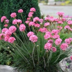 Armeria Maritima 'Rubrifolia' Sea Thrift