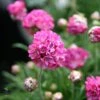 Armeria Maritima 'Ministicks Rose' Sea Thrift 1 Armeria Maritima 'Ministicks Rose' Sea Thrift -Rare Roots ARMERIAMINISTICKSROSELOGO