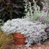 Artemisia Stelleriana 'Silver Brocade' Perennial Dusty Miller -Rare Roots ARTEMISIASILVERBROCADEPOTLOGO
