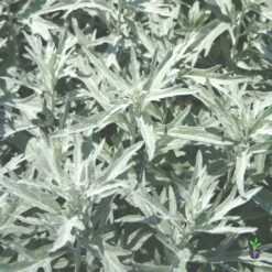 Artemisia Ludoviciana 'Silver King' White Sage Wormwood