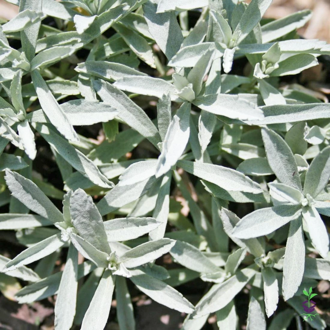 Artemisia Ludoviciana 'Valerie Finnis' Wormwood 3 Artemisia Ludoviciana 'Valerie Finnis' Wormwood