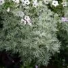 Artemisia Arborescens 'Powis Castle' Wormwood 1 Artemisia Arborescens 'Powis Castle' Wormwood -Rare Roots ARTEMISIA POWIS CASTLE LOGO