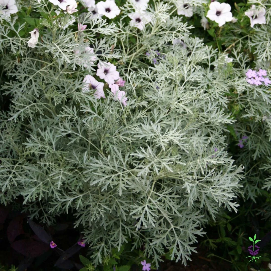Artemisia Arborescens 'Powis Castle' Wormwood 3 Artemisia Arborescens 'Powis Castle' Wormwood
