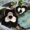 Asarum Maximum 'Ling Ling' Panda Face Ginger 1 Asarum Maximum 'Ling Ling' Panda Face Ginger -Rare Roots ASARUMLINGLINGLOGO
