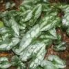 Asarum Splendens Wild Ginger -Rare Roots ASARUMSPLENDENSLOGO