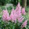 Astilbe 'Little Vision In Pink' False Spirea 2 Astilbe 'Little Vision In Pink' False Spirea -Rare Roots ASTILBELITTLEVISIONSINPINKLOGO