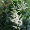 Astilbe Chinensis 'Vision In White' False Spirea 1 Astilbe Chinensis 'Vision In White' False Spirea -Rare Roots ASTILBEVISIONINWHITELOGO