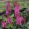 Astilbe Chinensis 'Vision In Red' False Spirea 2 Astilbe Chinensis 'Vision In Red' False Spirea -Rare Roots ASTILBEVISIONSINREDLOGO