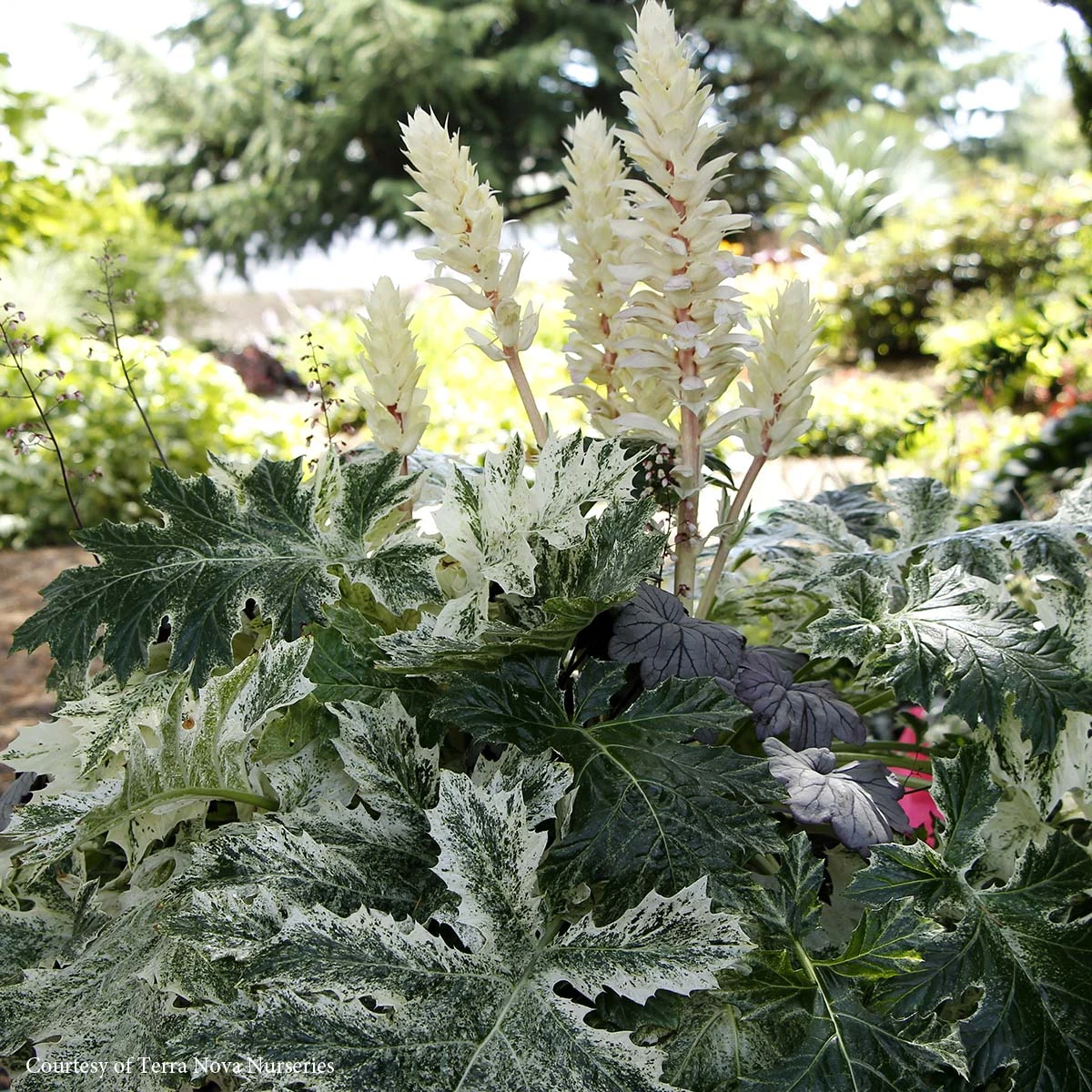 Acanthus 'Whitewater' 3 Acanthus 'Whitewater'