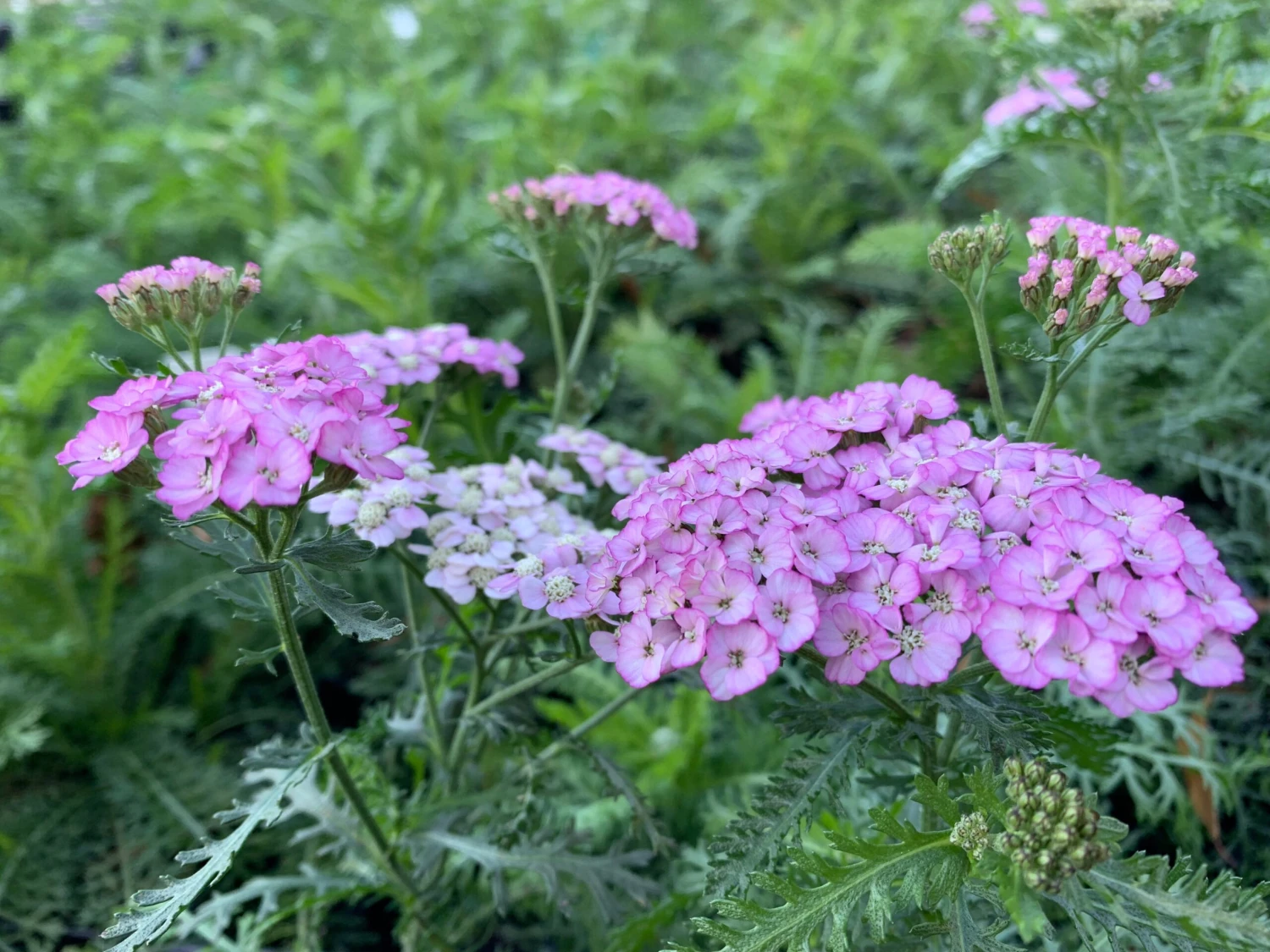 Achillea 'Appleblossom' Yarrow 5 Achillea 'Appleblossom' Yarrow - Image 3