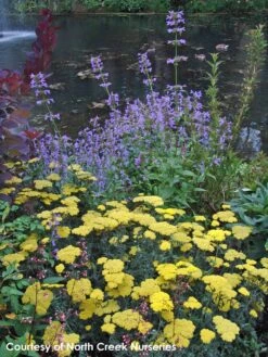 Achillea 'Moonshine' Yarrow 7 Achillea 'Moonshine' Yarrow -Rare Roots Achillea Moonshine 1