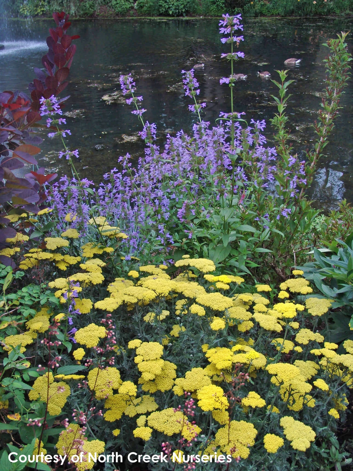 Achillea 'Moonshine' Yarrow 5 Achillea 'Moonshine' Yarrow - Image 3