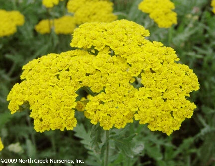 Achillea 'Moonshine' Yarrow 4 Achillea 'Moonshine' Yarrow - Image 2