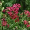 Achillea 'New Vintage Red' Yarrow 1 Achillea 'New Vintage Red' Yarrow -Rare Roots Achillea New Vintage Red Yarrow