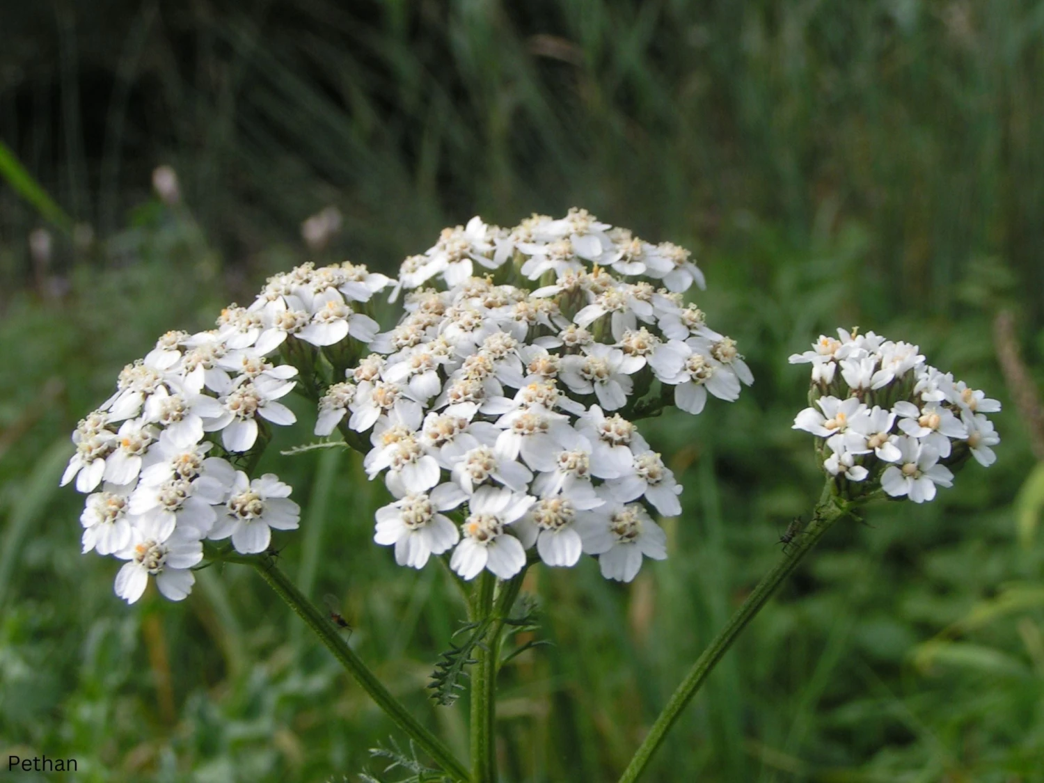 Achillea Millefolium 'White' Yarrow 4 Achillea Millefolium 'White' Yarrow - Image 2