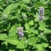 Agastache Rugosa 'Honey Bee Blue' Hummingbird Mint 2 Agastache Rugosa 'Honey Bee Blue' Hummingbird Mint -Rare Roots Agastache Honey Bee Blue 2