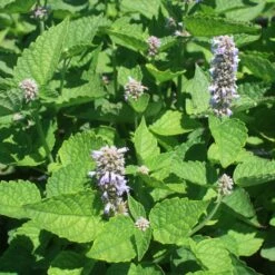 Agastache Rugosa 'Honey Bee Blue' Hummingbird Mint