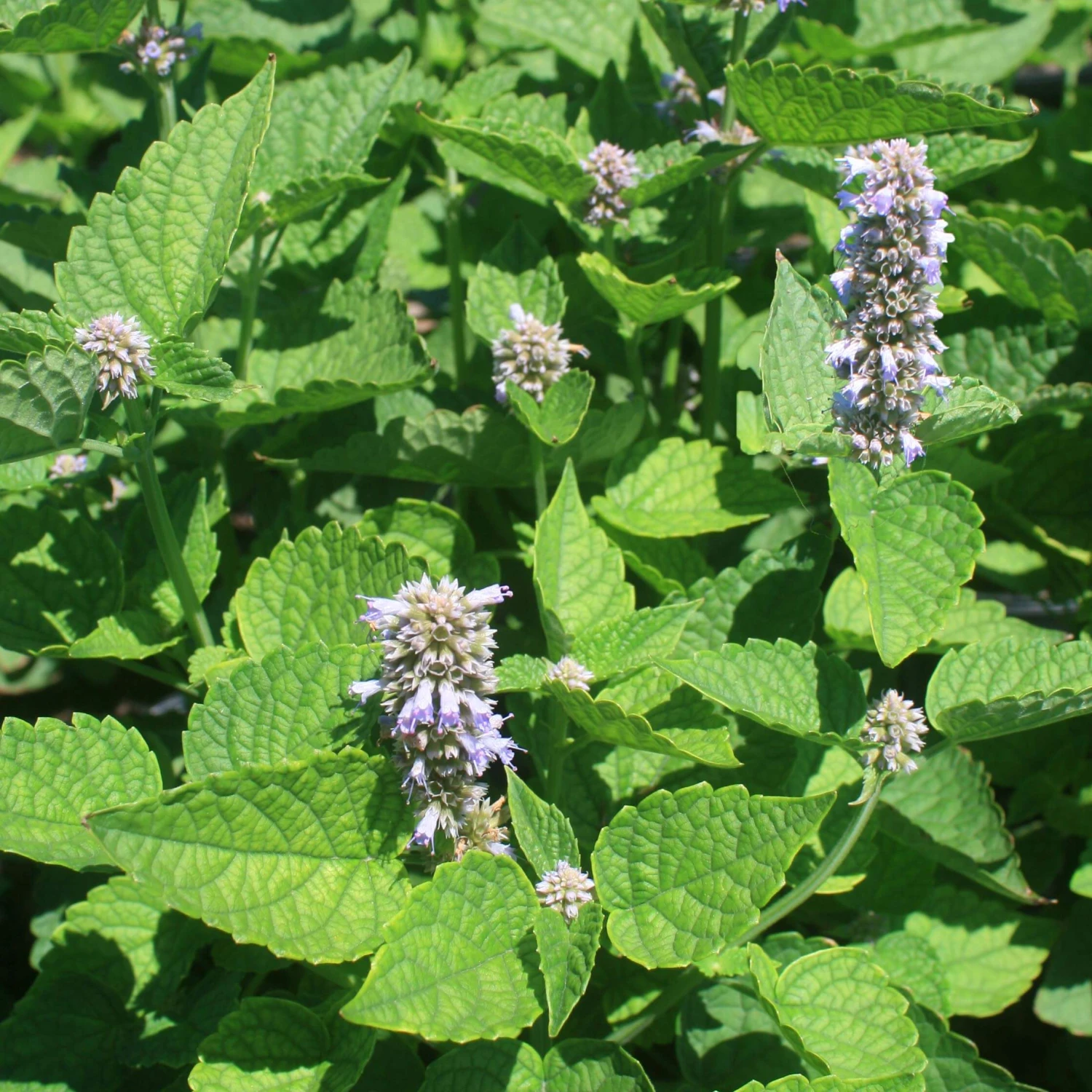 Agastache Rugosa 'Honey Bee Blue' Hummingbird Mint 3 Agastache Rugosa 'Honey Bee Blue' Hummingbird Mint