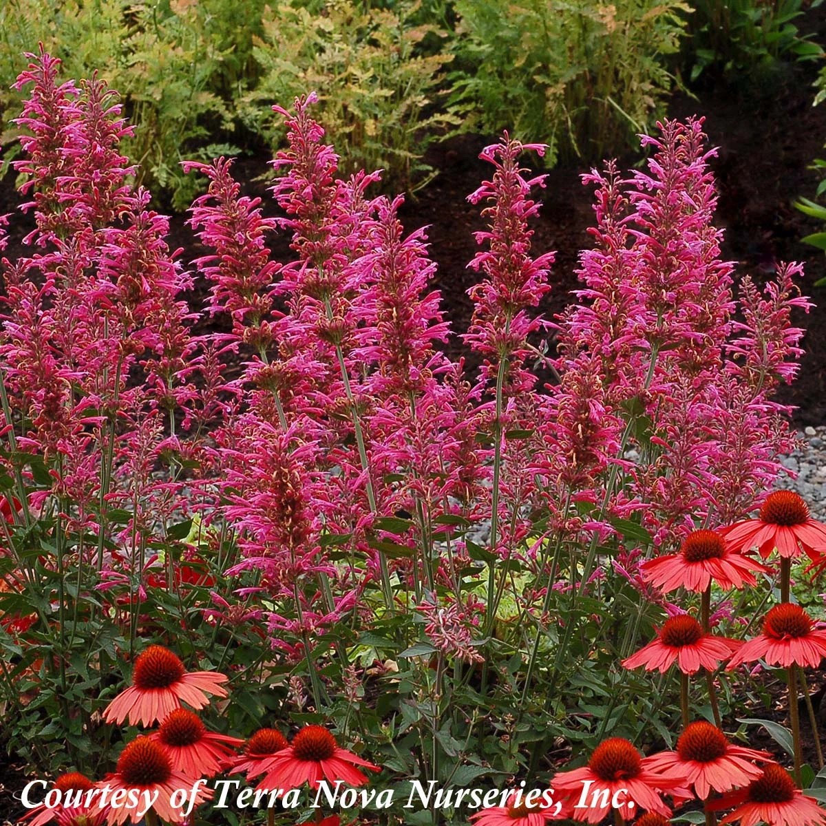 Agastache 'Morello' Hummingbird Mint 4 Agastache 'Morello' Hummingbird Mint - Image 2
