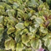 Ajuga Reptans 'Golden Glow' Bugleweed -Rare Roots Ajuga Golden Glow Bugleweed