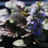 Ajuga 'Bronze Beauty' Bugleweed 2 Ajuga 'Bronze Beauty' Bugleweed -Rare Roots Ajuga reptans Bronze Beauty1