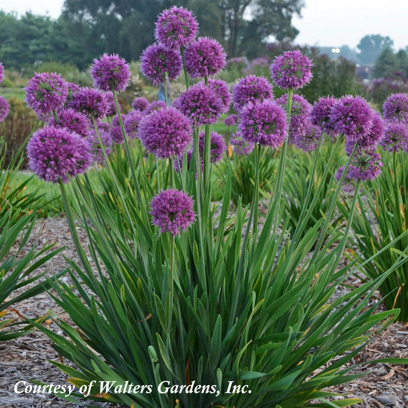 Allium 'Lavender Bubbles' Ornamental Onion 3 Allium 'Lavender Bubbles' Ornamental Onion