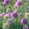 Allium 'Medusa' Ornamental Onion 2 Allium 'Medusa' Ornamental Onion -Rare Roots Allium Medusa Ornamental Onion