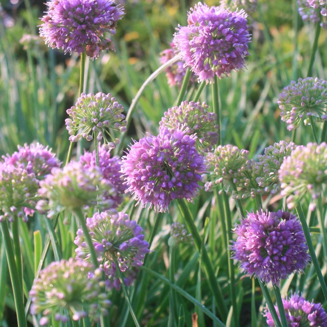 Allium 'Medusa' Ornamental Onion 3 Allium 'Medusa' Ornamental Onion