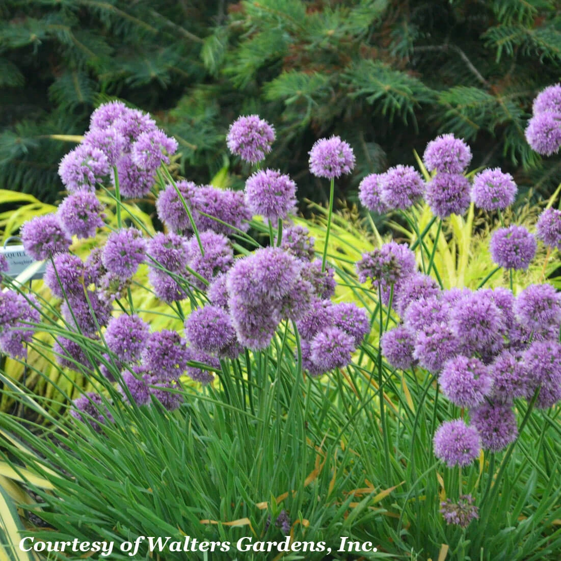 Allium 'Medusa' Ornamental Onion 4 Allium 'Medusa' Ornamental Onion - Image 2