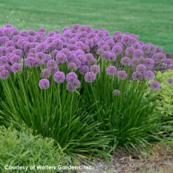Allium 'Millenium' Ornamental Onion -Rare Roots Allium Millenium 1 WG