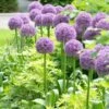 Allium 'Globemaster' Ornamental Onion 2 Allium 'Globemaster' Ornamental Onion -Rare Roots Allium Globemaster