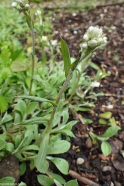 Antennaria Plantaginifolia Pussytoes -Rare Roots Antennariaplantaginifolia pussytoes foliage