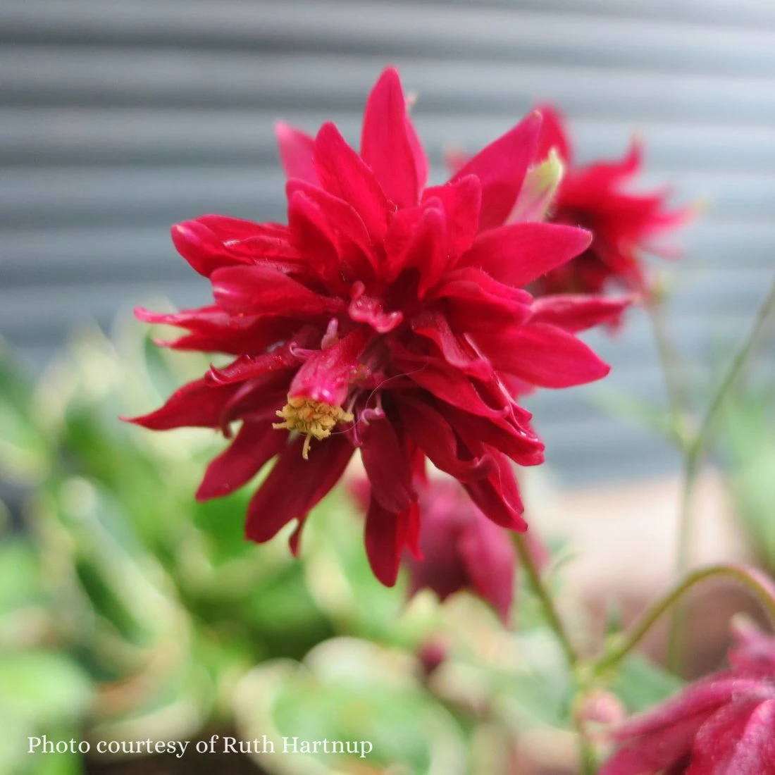 Aquilegia 'Ruby Port' Columbine 3 Aquilegia 'Ruby Port' Columbine