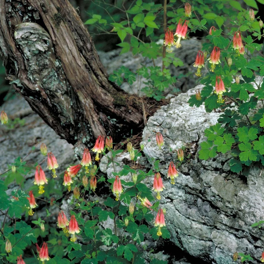 Aquilegia Canadensis Eastern Red Columbine 4 Aquilegia Canadensis Eastern Red Columbine - Image 2