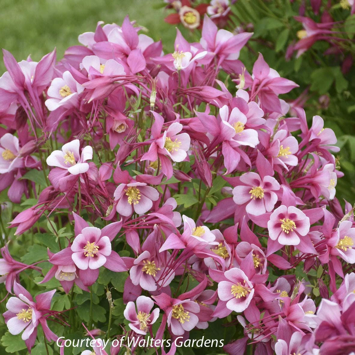 Aquilegia 'Kirigami Rose & Pink' Columbine 3 Aquilegia 'Kirigami Rose & Pink' Columbine