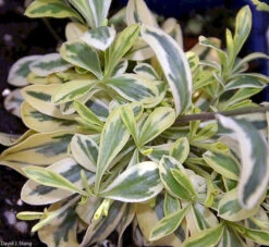 Arabis Ferdinandi Coburgi 'Old Gold' Rockcress