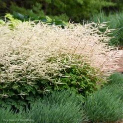 Aruncus 'Chantilly Lace' Goat's Beard