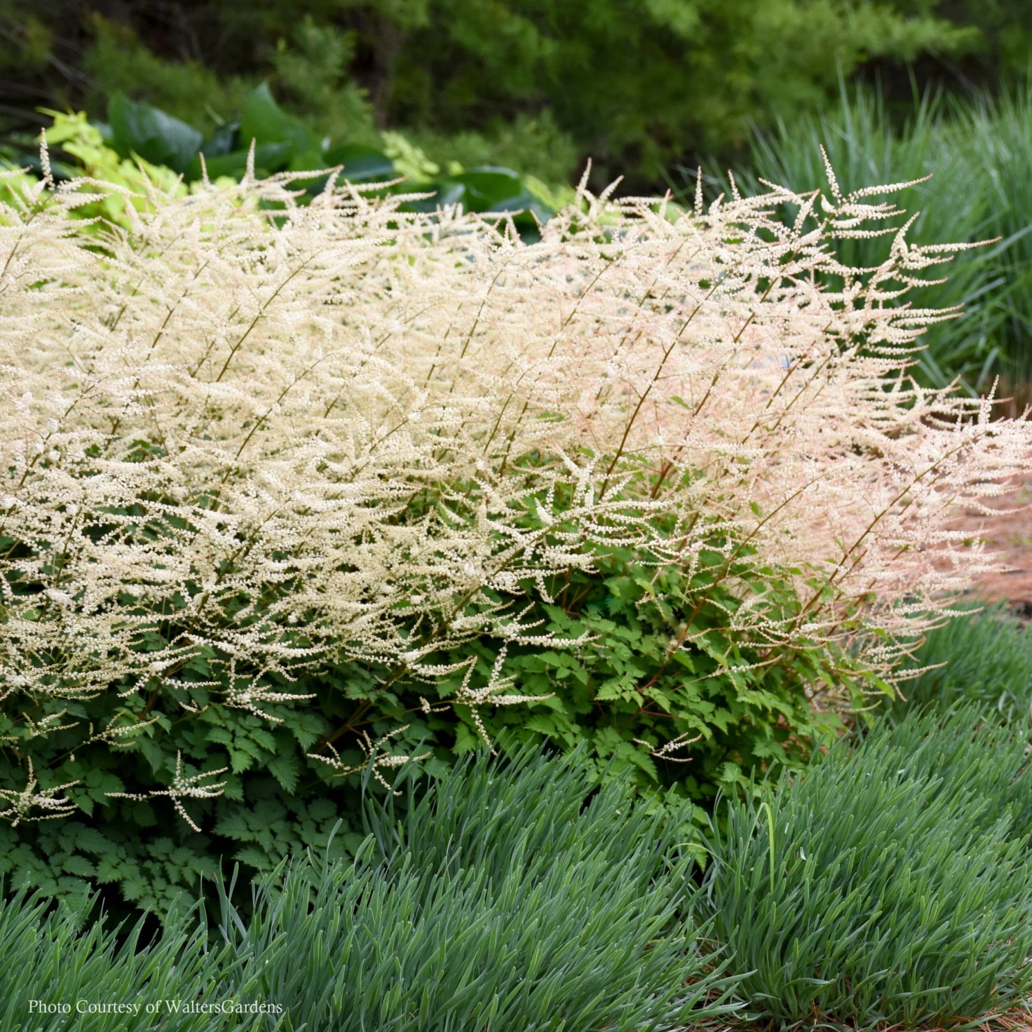 Aruncus 'Chantilly Lace' Goat's Beard 3 Aruncus 'Chantilly Lace' Goat's Beard