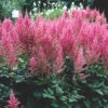 Astilbe 'Visions In Pink' False Spirea -Rare Roots AstilbeVisionsinPink
