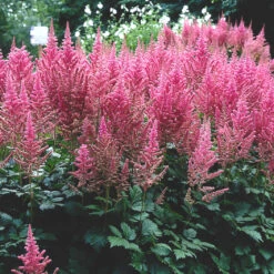 Astilbe 'Visions In Pink' False Spirea