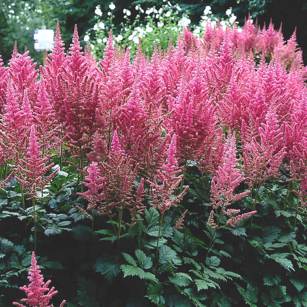 Astilbe 'Visions In Pink' False Spirea 3 Astilbe 'Visions In Pink' False Spirea