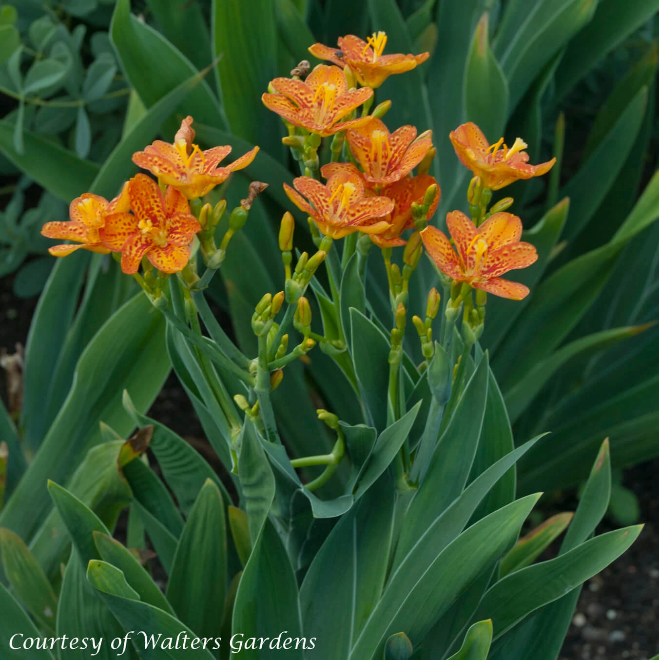 Belamcanda Chinensis 'Freckle Face' Blackberry Lily 4 Belamcanda Chinensis 'Freckle Face' Blackberry Lily - Image 2