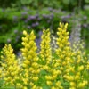Baptisia 'Sunny Morning' 1 Baptisia 'Sunny Morning' -Rare Roots BPT Sunny Morning