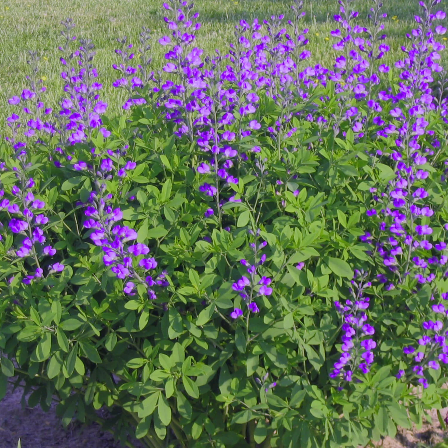 Baptisia Minor False Indigo 4 Baptisia Minor False Indigo - Image 2