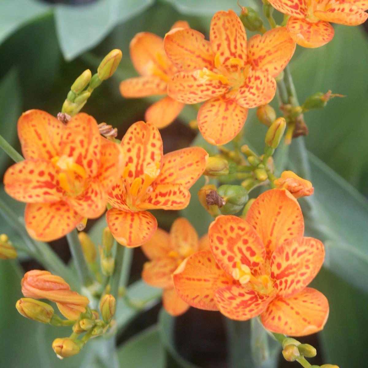Belamcanda Chinensis 'Freckle Face' Blackberry Lily 3 Belamcanda Chinensis 'Freckle Face' Blackberry Lily