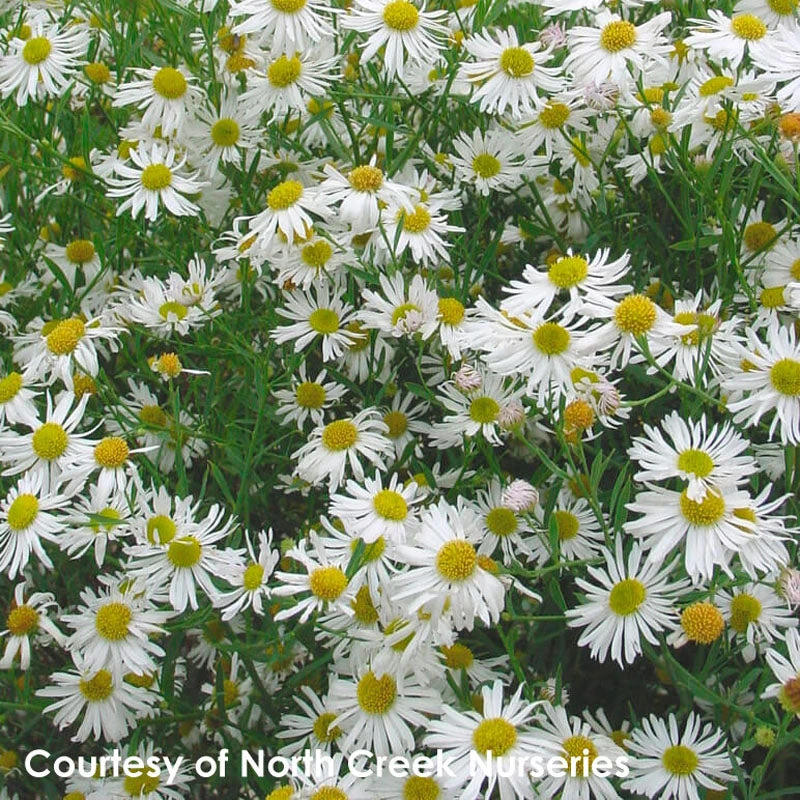 Boltonia Asteroides 'Snowbank' False Aster 3 Boltonia Asteroides 'Snowbank' False Aster